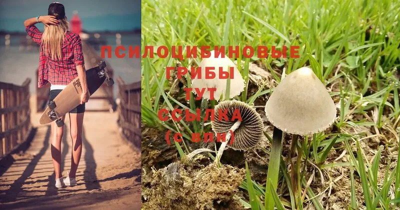 закладка  Барыш  Галлюциногенные грибы Cubensis 